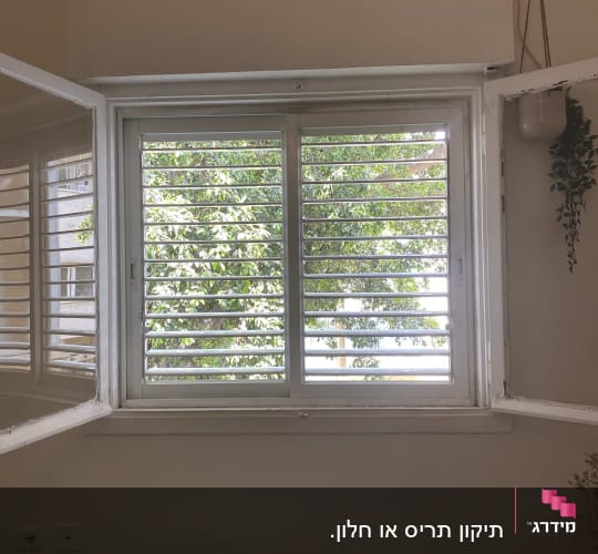 חלון עם תריסים פתוחים למחצה, עץ ברקע